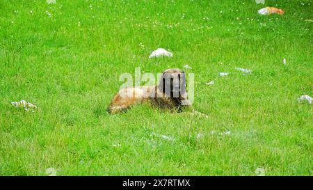 Obdachloser, verlassener streunender Hund mit sehr traurigen, intelligenten Augen. Stockfoto