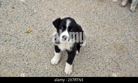 Obdachloser, verlassener streunender Hund mit sehr traurigen, intelligenten Augen. Stockfoto