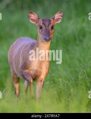 Muntjac (Barking Deer) in Oxfordshire Stockfoto