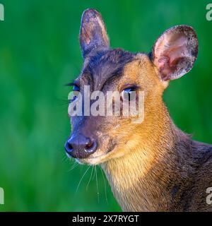 Muntjac (Barking Deer) in Oxfordshire Stockfoto