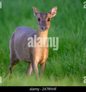 Muntjac (Barking Deer) in Oxfordshire Stockfoto