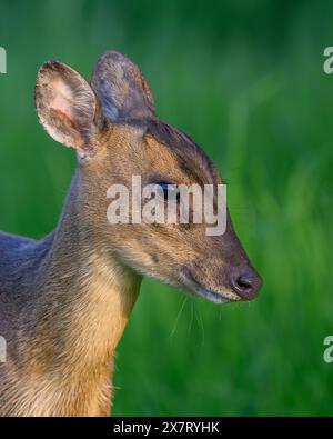 Muntjac (Barking Deer) in Oxfordshire Stockfoto