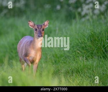 Muntjac (Barking Deer) in Oxfordshire Stockfoto