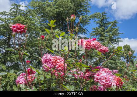 Eine Nahaufnahme der Rosa chinensis Blume, bekannt als China Rose Chinesische Rose oder Bengale Rose, ein Mitglied der Gattung Rosa für Blumen Hintergrund oder Wallpap Stockfoto
