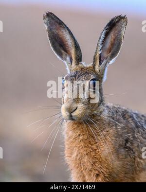 Feldhase Stockfoto