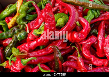 Ein Haufen leuchtender, roter, heißer Paprika, mit einigen grünen, durchbrochenen Paprika, die gut sichtbar dargestellt sind. Ihre verdrehten Formen und glänzenden Felle sind hervorgehoben, EM Stockfoto