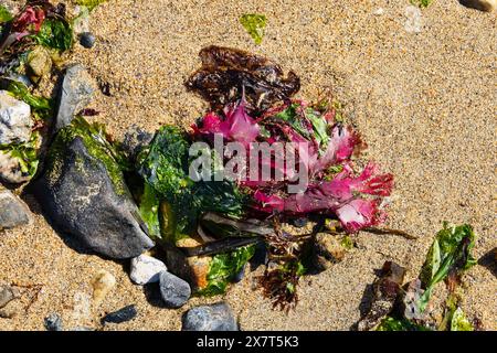 Bunte Arten von Algen am Strand. Das malerische Fischerdorf Mousehole, Cornwall, West Country, England Stockfoto