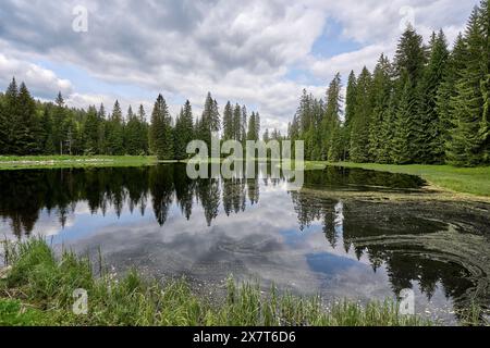 Landschaft mit geheimnisvollem Schwarzwasser-Seekelake im Nationalpark Bayerischer Wald bei Spiegelau, Bayern, Deutschland Stockfoto