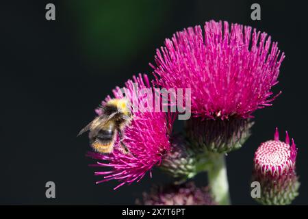 Eine frühe Hummel auf der Suche nach Pollen an einer Distel Stockfoto