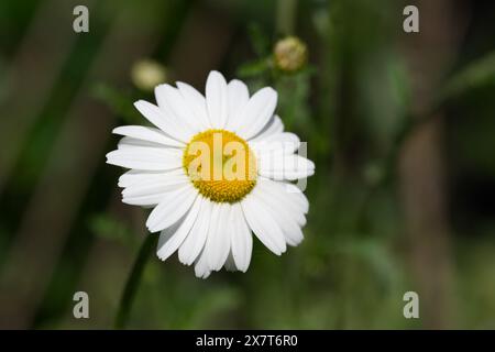Ochsenaugen-Gänseblümchen wachsen in einem englischen Garten Stockfoto