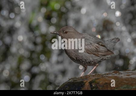 American Dipper (Cinclus mexicanus) steht auf einem Felsen in der Nähe eines Wasserfalls Stockfoto