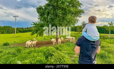 Familie, die Schafe auf dem Feld ansieht. Junge und junger Vater haben Spaß auf einer Farm. Stockfoto