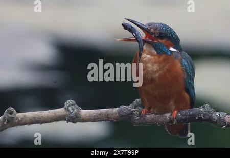 Purfleet Essex, Großbritannien. Februar 2024. Eisvogel mit Fisch im RSPB Rainham Marshes Nature Reserve, Purfleet, Essex - 21. Mai 2024. Quelle: Action Foto Sport/Alamy Live News Stockfoto