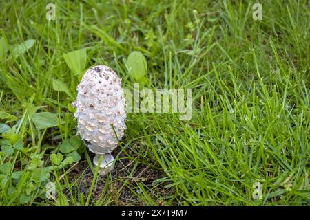 Pilz Coprinus comatus in grünem Gras, wächst im Wald. Sie heißt zottiges inkscape, die Frau des Anwalts oder zotzige Mähne. Herbstsaison. Stockfoto