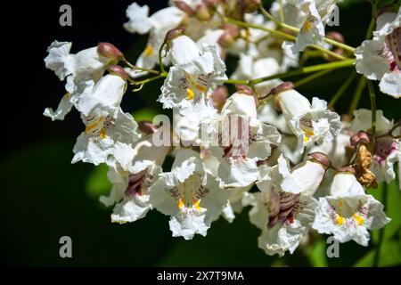 Nahaufnahme eines Zweiges mit dekorativen weißen Blüten von Catalpa bignonioides. Pflanze, die allgemein als Südkatalpa oder indischer Bohnenbaum bekannt ist Stockfoto