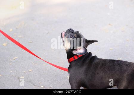 Französische Bulldogge auf einem Spaziergang. Nahaufnahme des Gesichts eines Welpen. Französische Bulldogge mit dunkler Fellfarbe. Ein Haustier. Der Hund ist ein bester Freund. Auf einen jungen Hund wartet Stockfoto