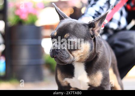 Französische Bulldogge auf einem Spaziergang. Der Hund läuft auf der Straße. Bulldog dunkle Fellfarbe. Ein Haustier. Ein Hund ist ein menschlicher bester Freund. Stammhund. Junger Hund auf A Stockfoto