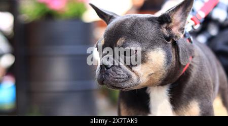 Französische Bulldogge auf einem Spaziergang. Der Hund läuft auf der Straße. Bulldog dunkle Fellfarbe. Ein Haustier. Ein Hund ist ein menschlicher bester Freund. Stammhund. Junger Hund auf A Stockfoto