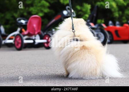 Pommersche Spitze auf einem Spaziergang. Ein kleiner Hund an der Leine spaziert durch den Park. Ein Haustier. Der Hund ist ein bester Freund. Kleiner flauschiger Hund auf der Straße. Familienkompan Stockfoto