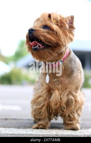 Yorkshire Terrier auf einem Spaziergang. Ein kleiner Hund an der Leine spaziert durch den Park. Ein Haustier. Der Hund ist ein bester Freund. Kleiner Hund auf der Straße. Süßer Hund Stockfoto