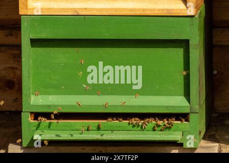 bienenstock mit fliegenden Bienen in der Sonne Stockfoto