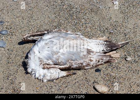 Toter Vogel, junge Möwe, die am Sandstrand in ital liegt Stockfoto