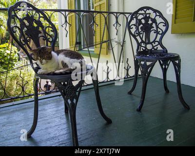 Eine der vielen Katzen im Ernest Hemingway House in Key West, Florida, USA, 17. April 2024 Stockfoto