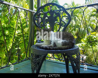 Eine der vielen Katzen im Ernest Hemingway House in Key West, Florida, USA, 17. April 2024 Stockfoto