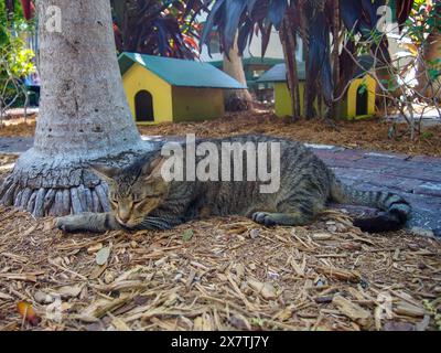 Eine der vielen Katzen im Ernest Hemingway House in Key West, Florida, USA, 17. April 2024 Stockfoto