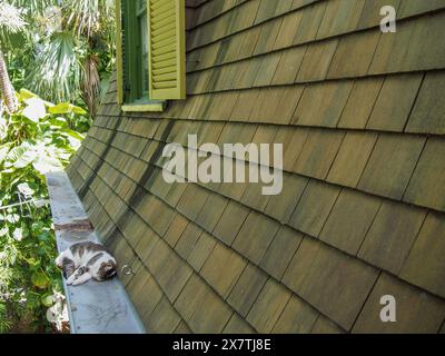 Eine der vielen Katzen im Ernest Hemingway House in Key West, Florida, USA, 17. April 2024 Stockfoto