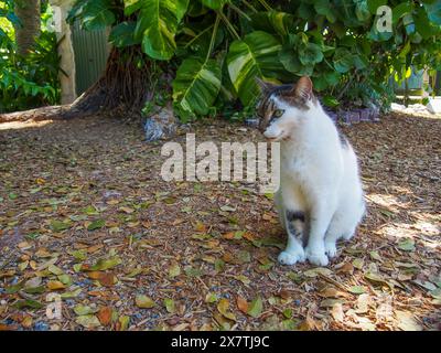 Eine der vielen Katzen im Ernest Hemingway House in Key West, Florida, USA, 17. April 2024 Stockfoto