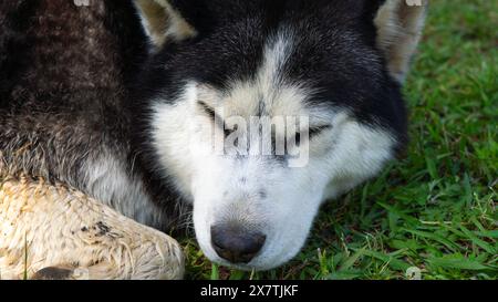 Großer, obdachloser Hund, der friedlich auf der Straße schläft und einen Moment der Ruhe findet. Stockfoto