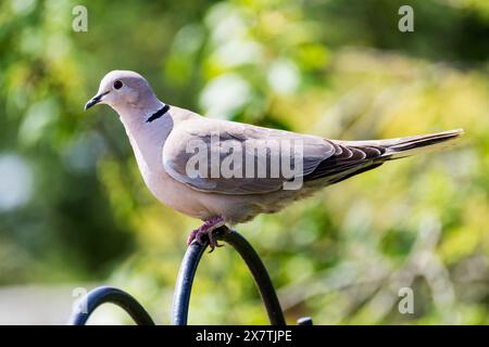 Adulte Kragentaube, Streptopelia Decocto. Stockfoto