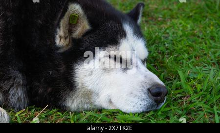 Großer, obdachloser Hund, der friedlich auf der Straße schläft und einen Moment der Ruhe findet. Stockfoto