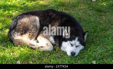 Großer, obdachloser Hund, der friedlich auf der Straße schläft und einen Moment der Ruhe findet. Stockfoto