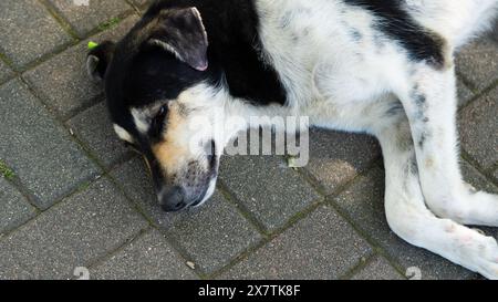 Großer, obdachloser Hund, der friedlich auf der Straße schläft und einen Moment der Ruhe findet. Stockfoto