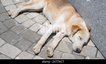 Großer, obdachloser Hund, der friedlich auf der Straße schläft und einen Moment der Ruhe findet. Stockfoto