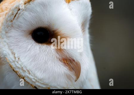 Makro-Nahaufnahme, die die kunstvolle Federtextur, die herzförmige Gesichtsunterseite, das dunkle Auge und den Hakenschnabel einer Schleiereule zeigt. Stockfoto