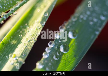 Wassertropfen auf das grüne Gras am Morgen. Geringe Schärfentiefe Stockfoto