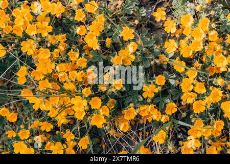 Nahaufnahme der gelben Wildblumen in der Frühlingsblüte Stockfoto