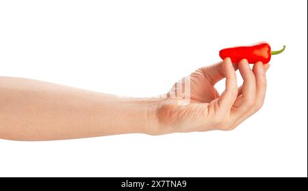 Rote Mini-Paprika im Handweg isoliert auf weiß Stockfoto