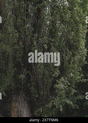 poplar tree close up Stockfoto