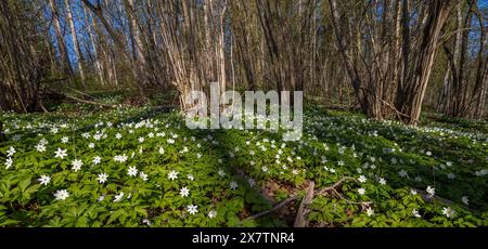 Buschwindröschen Blüte Stockfoto