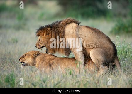 Seitenprofil eines Paares paarender Löwen im Akt in der Zentral-Serengeti, Tansania, Afrika (reifer Inhalt) Stockfoto