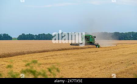 Der Mähdrescher erntet Weizen auf dem Feld. Selektiver Fokus. Stockfoto