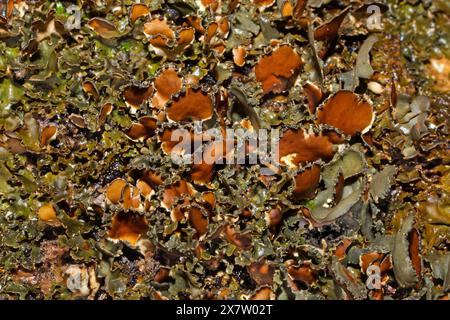 Die Flechten Nephroma laevigatum kommt in alten ozeanischen Wäldern vor und wird als Indikatorart für den „alten Wald“ eingestuft. Es hat eine globale Verteilung. Stockfoto