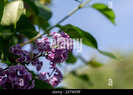Fliederblume auf einem Zweig mit einem unscharfen blauen Himmel im Hintergrund. Stockfoto