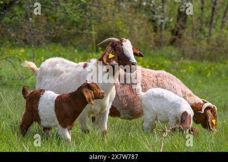 Eine Nanny-boer-Ziege mit ihrem kleinen Kind auf der Wiese Stockfoto