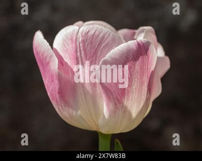 Die zarte, rosa Tulpe mit zart mit weißen Streifen gebürsteten Blütenblättern steht stolz im sanften Sonnenlicht und fängt das Wesen des sanften Frühlings ein Stockfoto