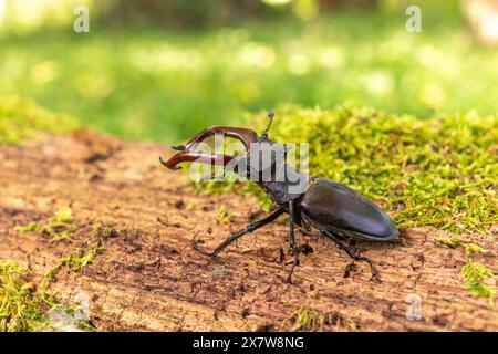 Hirschkäfer-Männchen (Lucanus cervus) auf dem Stamm eines toten Baumes im Frühling. BAS Rhin Elsass, Grand EST, Frankreich, Europa. Stockfoto